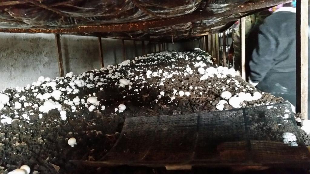 26-27 KASIM 2016 TARİHLERİNDE UYGULAMALI MANTARCILIK EĞİTİMİ VERİLDİ
