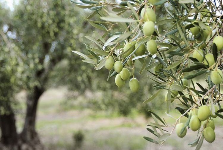 GAZETE KARINCA / ZEYTİNLİKLERE İLİŞKİN MADDE TASARIDAN ÇIKARILIYOR / 13 HAZİRAN 2017