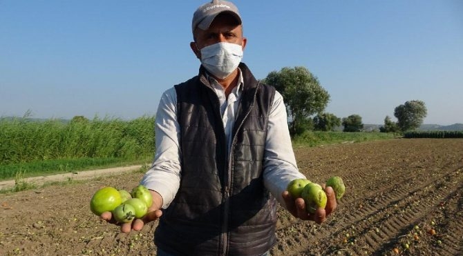 MAVİ KOCEALİ: SALÇALIK DOMATESLERİ HASTALIK VE YAĞMUR VURDU! DOMATES KRİZİ KAPIDA...- 3 TEMMUZ 2020
