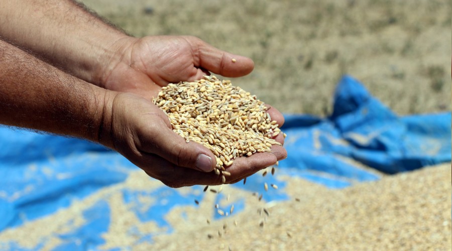 YENİ MESAJ GAZETESİ: BUĞDAY ÜRETİMİ GERİ VİTESTE- 16 AĞUSTOS 2020