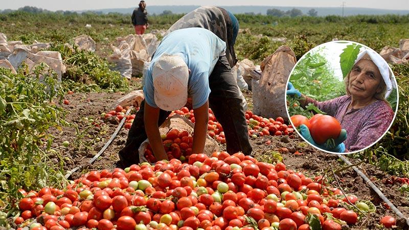 AYDINLIK GAZETESİ: SALÇA FABRİKALARI FIRSATÇILIK YAPTI, DOMATES ÜRETİCİSİ ORTADA KALDI- 21 AĞUSTOS 2020
