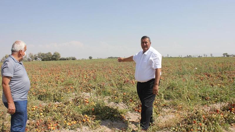 AYDINLIK GAZETESİ: ZİRAAT MÜHENDİSLERİ ODASI DANIŞMA KURULU: ÜRETİMDE PLANLI VE KAMUCU SİSTEM- 23 EYLÜL 2020