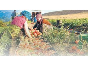 LİDER HABER: TARLADA EKİM NÖBETİ- 3 EKİM 2020