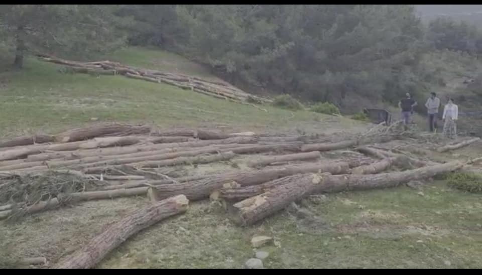 ÇAM AĞAÇLARININ KOMPLE KESİLMESİ BÖLGE İNSANLARINI, KÖYLÜ, ÇİFTÇİ VE TÜM STK`LARI, MESLEK ODALARINI HAREKETE GEÇİRMİŞTİR.