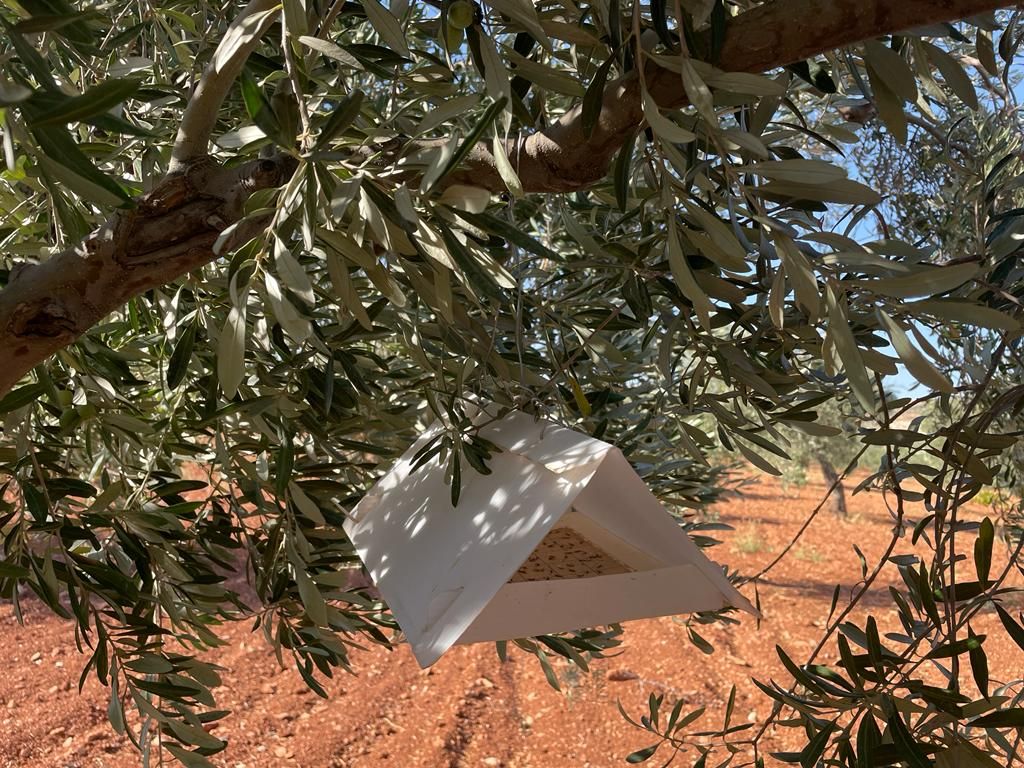 GAZİANTEP 7 24 HABER: ZEYTİN SİNEĞİ İLE MÜCADELE ZAMANI- 13 EYLÜL 2022