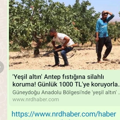 NRDHABER.COM: `YEŞİL ALTIN` ANTEP FISTIĞINA SİLAHLI KORUMA! GÜNLÜK 1000 TL`YE KORUYORLAR...- 9 AĞUSTOS 2023