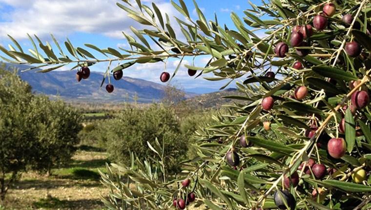 TİCARET GAZETESİ: ZEYTİNDE DESTEKLEMELERLE YERLİ ÇEŞİTLER ARTIRILMALI- 17 KASIM 2020