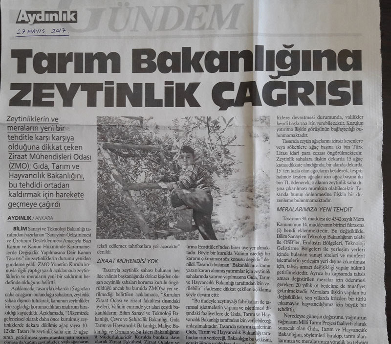 AYDINLIK - TARIM BAKANLIĞI`NA ZEYTİNLİK ÇAĞRISI - 27 MAYIS 2017