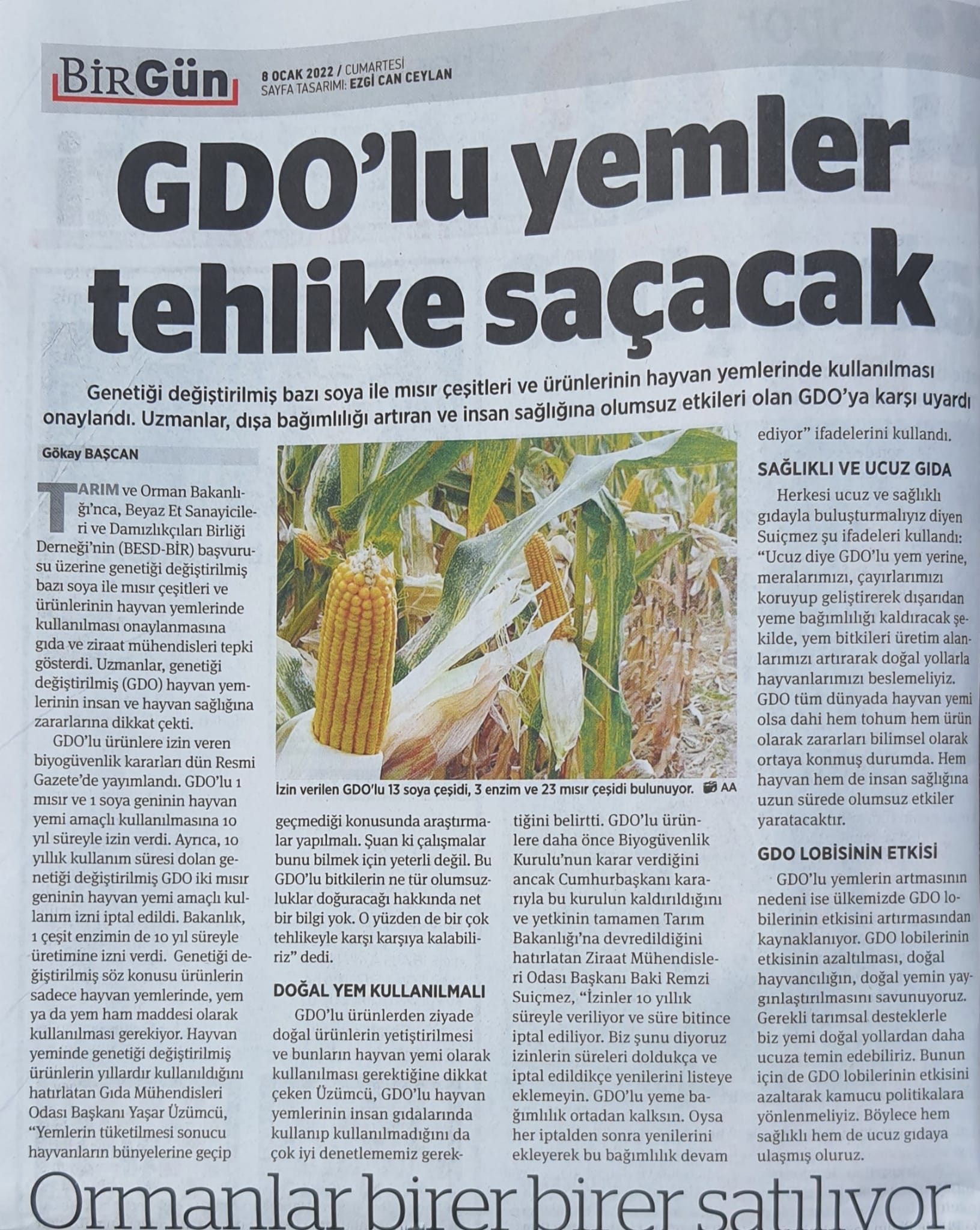 BİRGÜN GAZETESİ: GDO'LU YEMLER TEHLİKE SAÇACAK- 8 OCAK 2022
